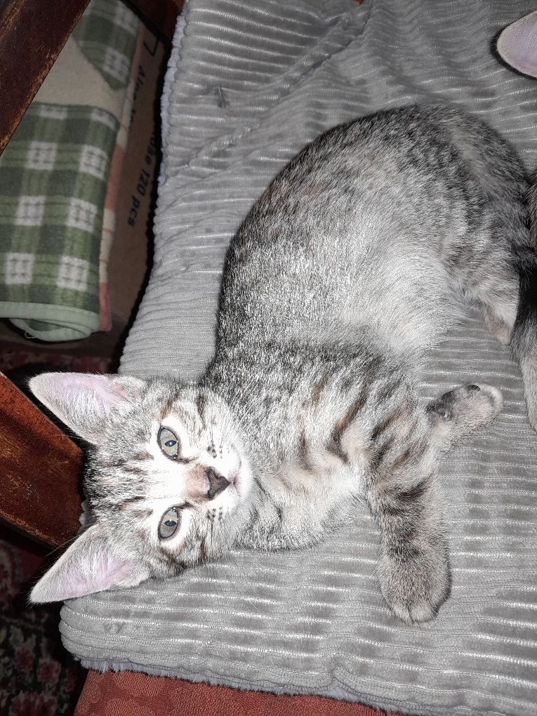 Котята бесплатно