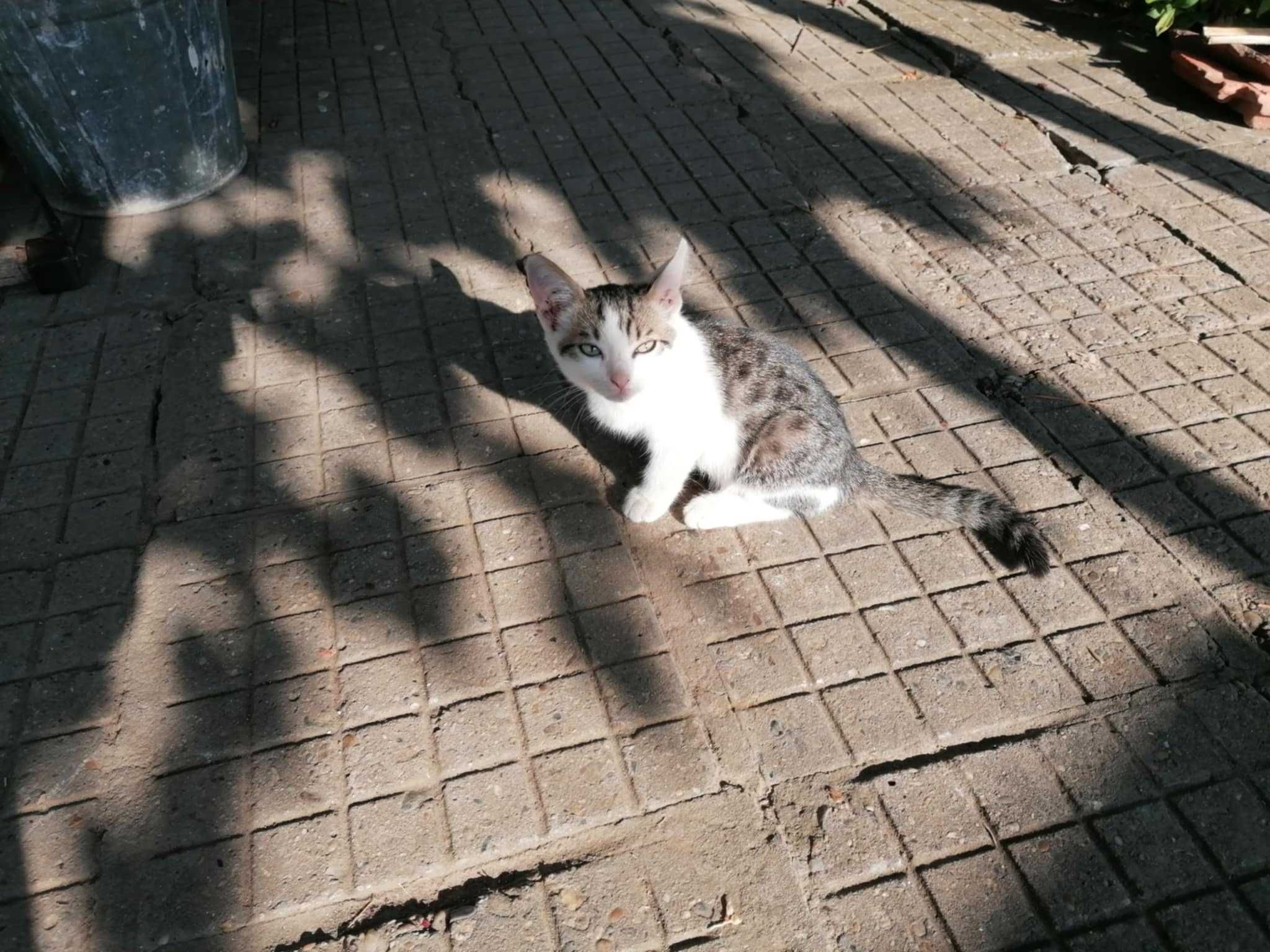 Котенца Ричи Лъки чарли