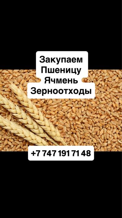 Закупаем ячмень, пшеницу, зерноотходы