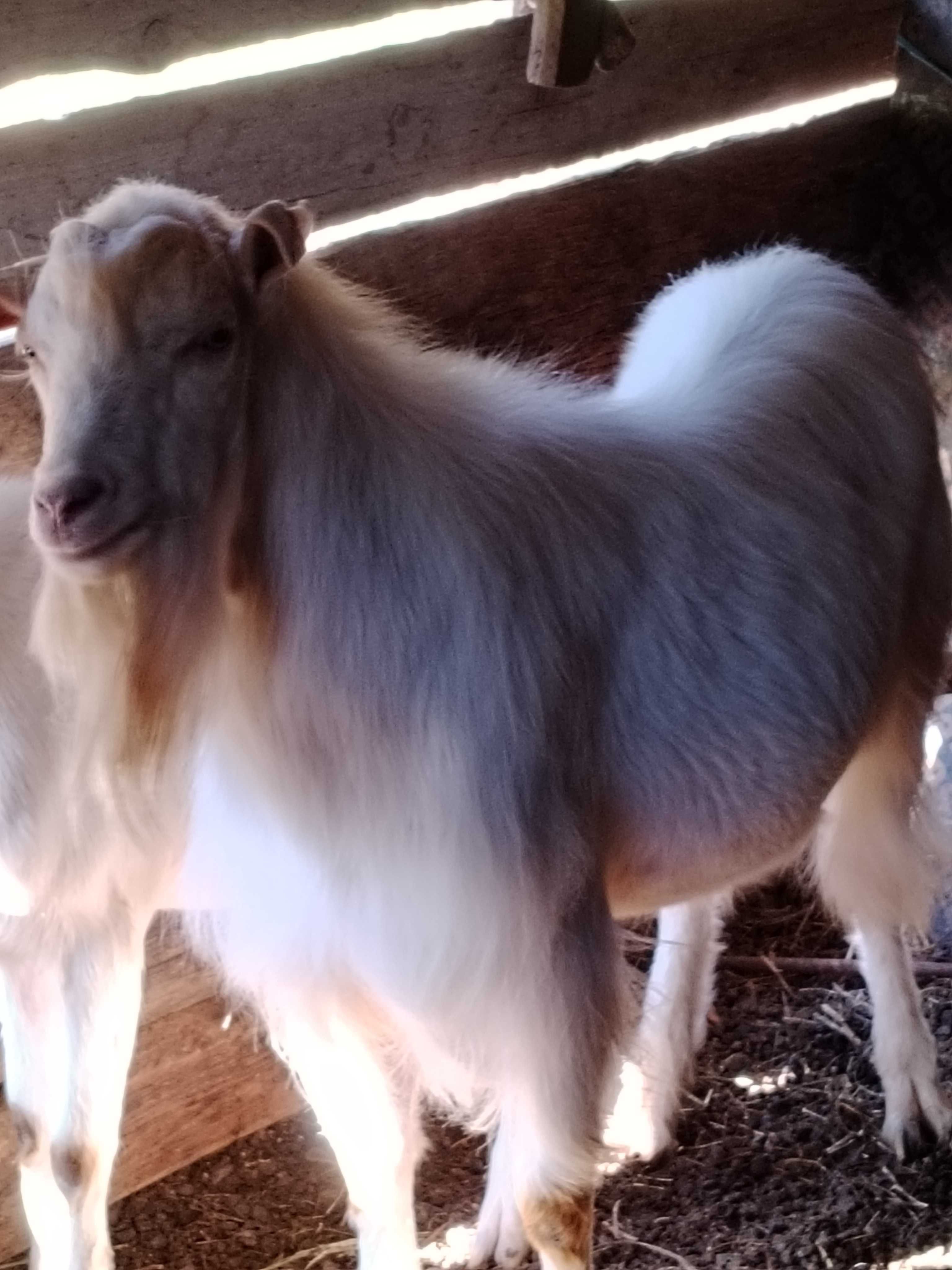 Disponibili tapisori de prăsilă
