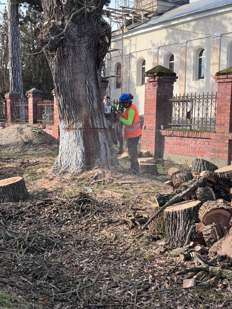Toaletare si doborare arbori inalti