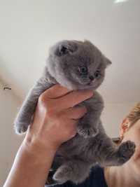 British shorthair cu pedigree