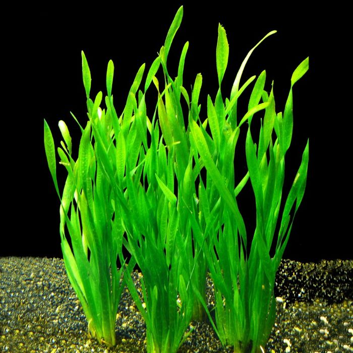 Продаю аквариумное растение Валлиснерию