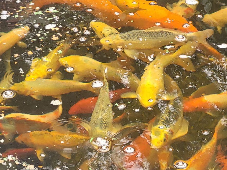 Crapi koi de vanzare