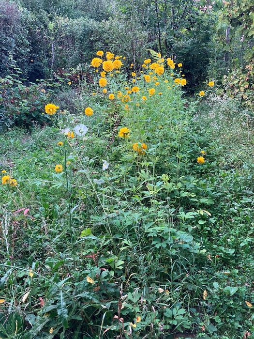 Vand teren din zona Platou Tudor