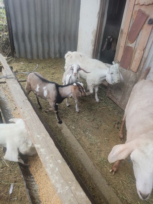 Казлята по три месяца Англонубийской породы, козел 9 месяцев