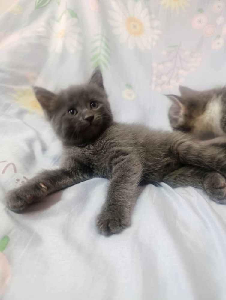 Котята домашние пристраиваем за символическую плату чистые и умные