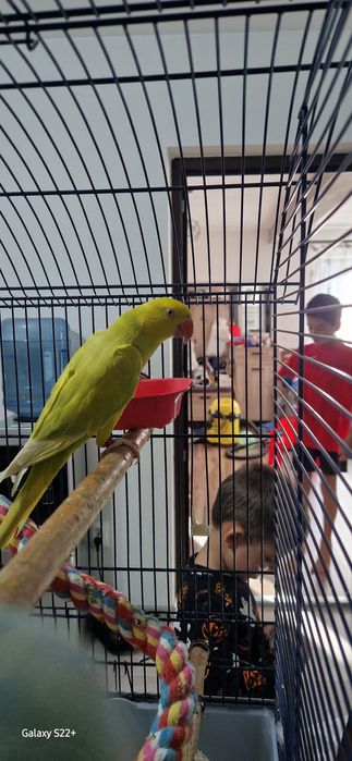 Femela Micul Alexandru