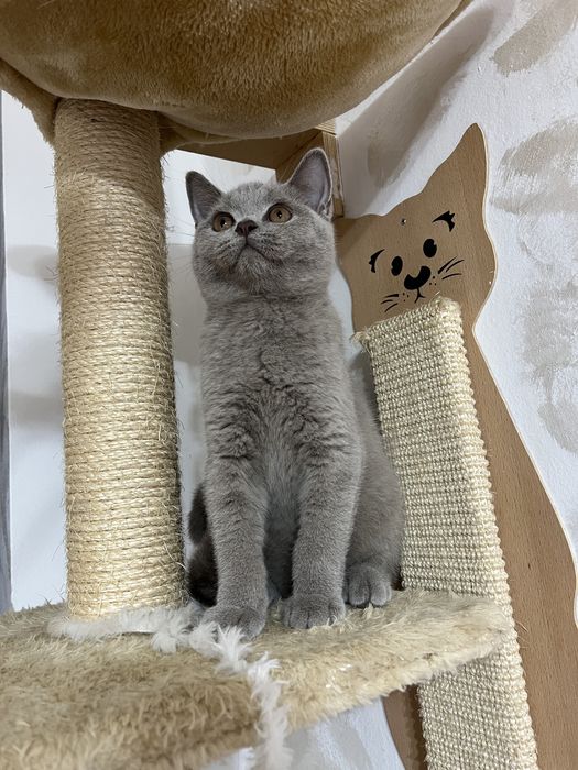 British shorthair baietel lilac