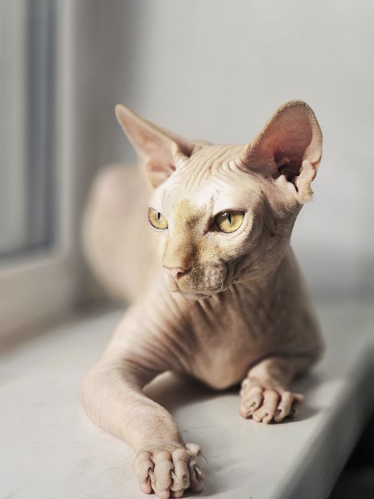 Вязка ,канадский сфинкс