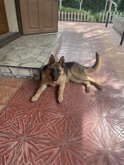 Срочно продается Немецкая овчарка девочка