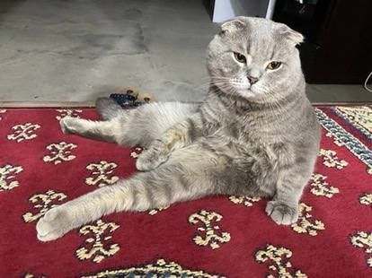 Зотли Скотиш фолд сотилади