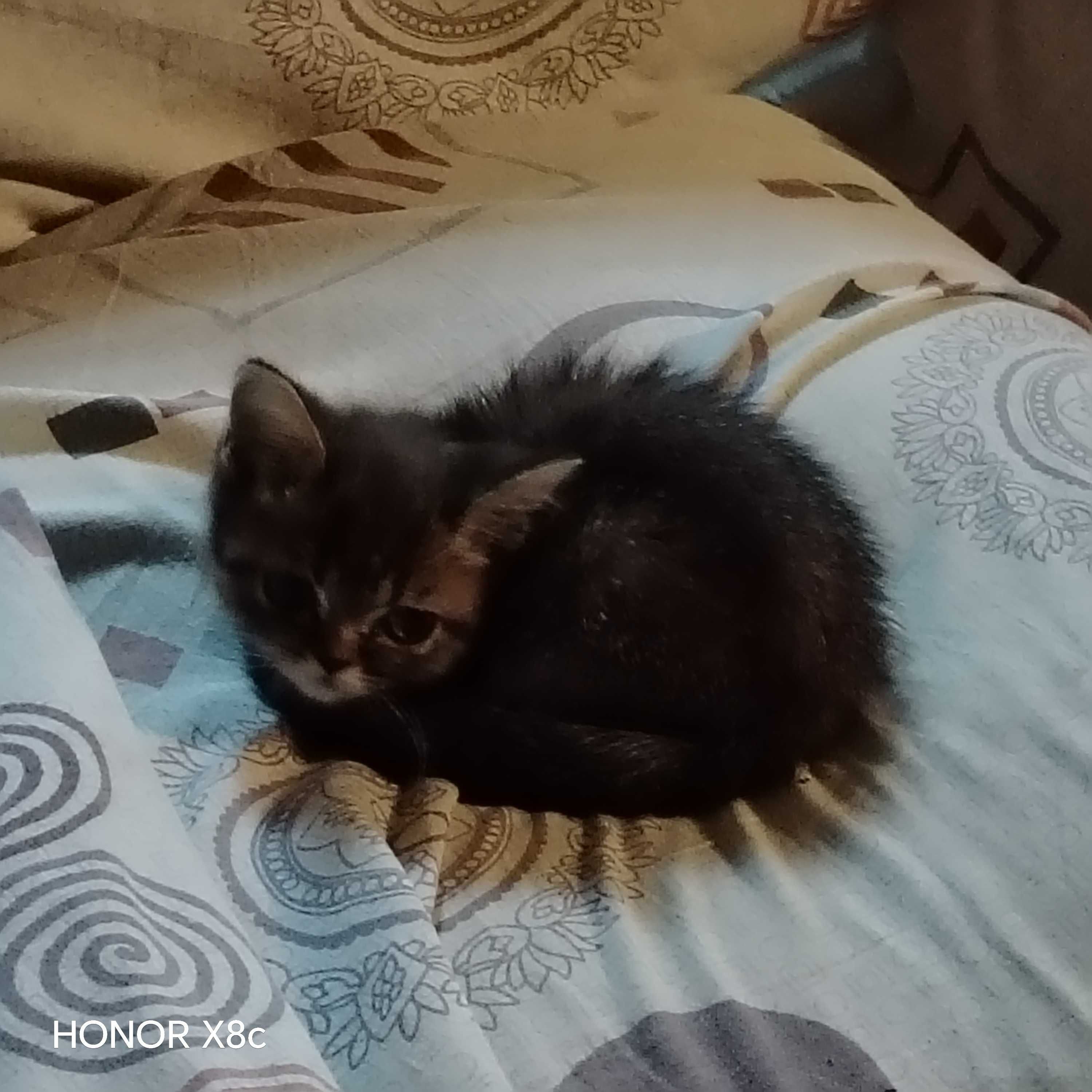 Продается котенок 1 месяц тигровый окрас,приручен к лотку.