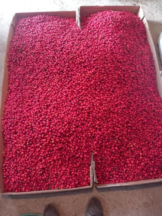 Vând 300 kg maciese proaspete