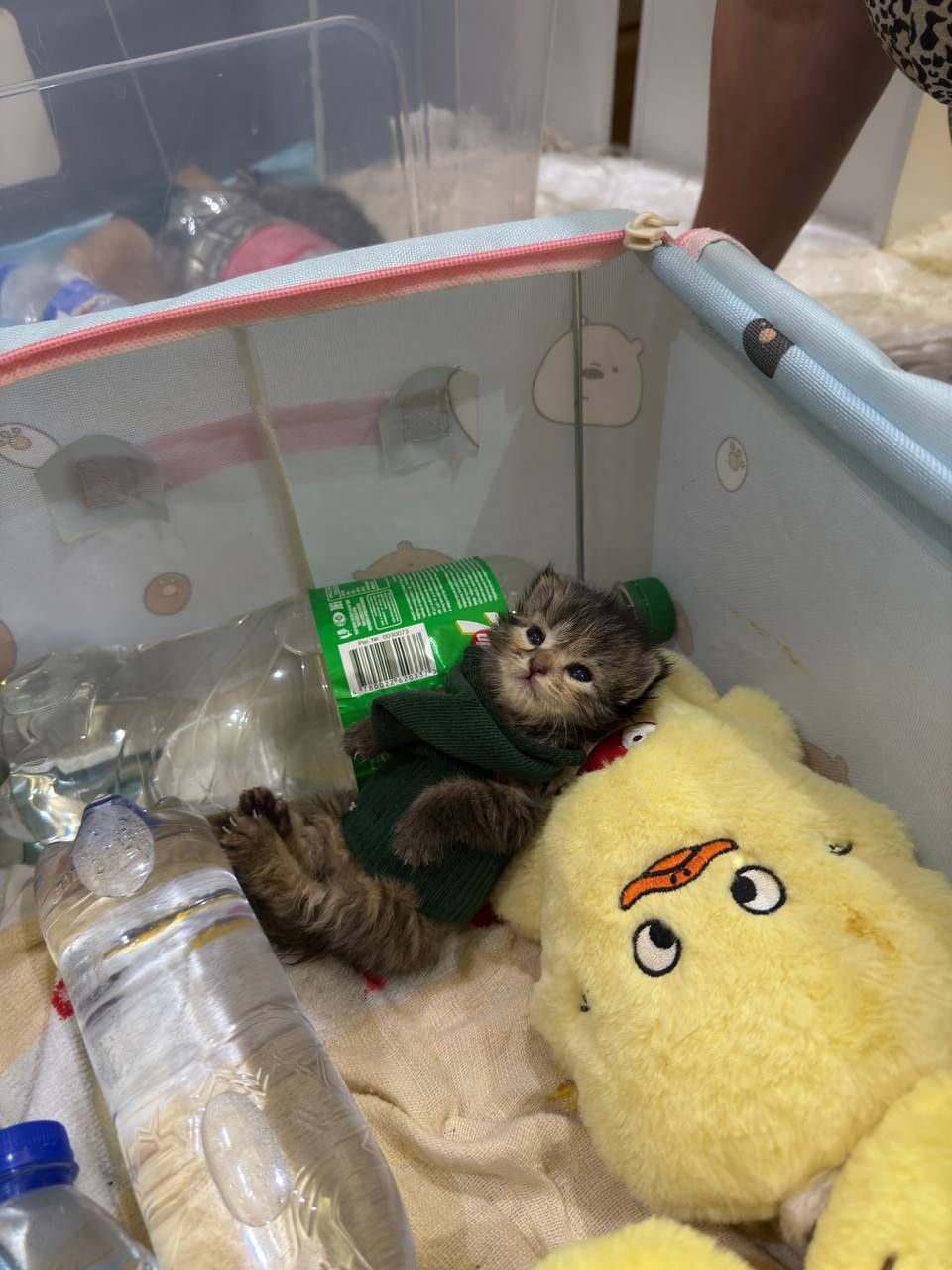 Котята в хорошие руки