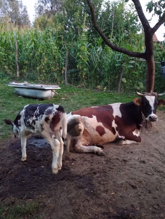 Vând vacă de țară