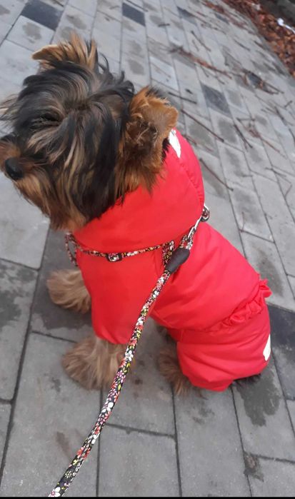 Дрехи за малки куче