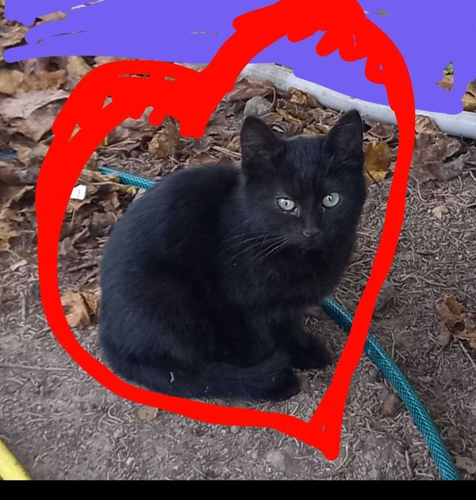 Подарявам котенце