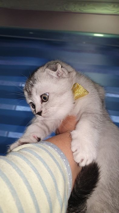 Продаётся котята