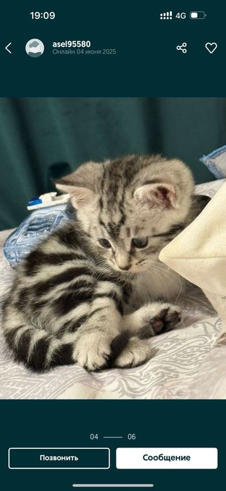 Отдам домашних котят