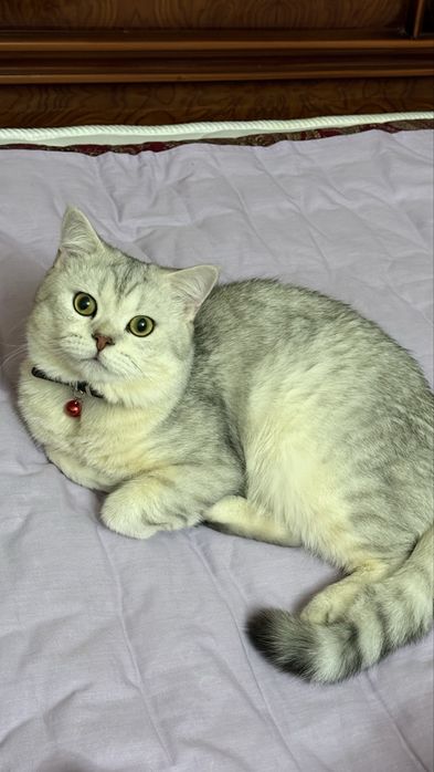 Продается породистый шикарный  кот