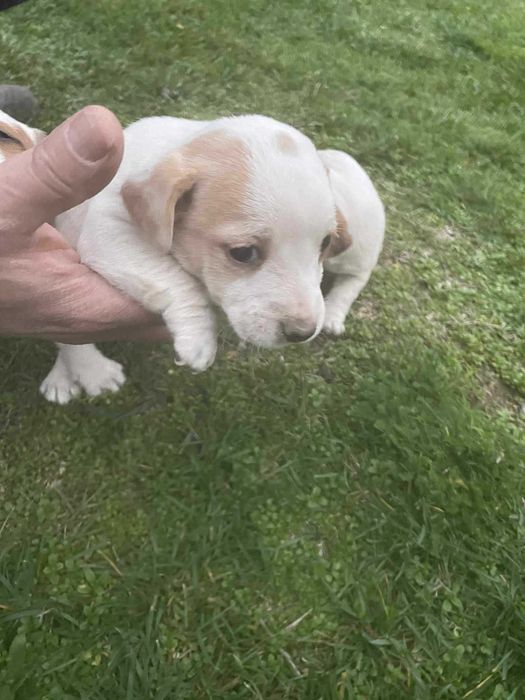 Джак Ръсел 2 Женски