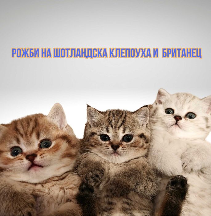 Шотландски клепоухи бебета