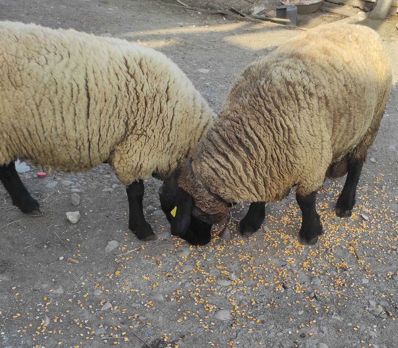 Suffolk de vanzare