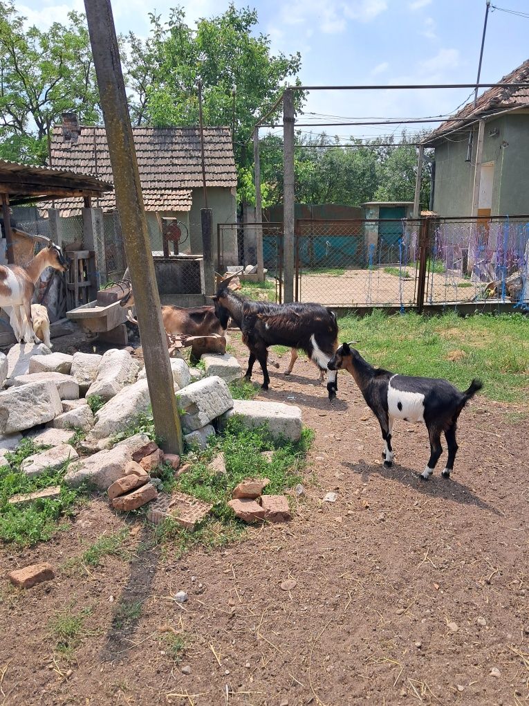 Țap și iezi de vanzare