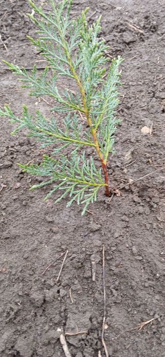 Храсти и лигуструм