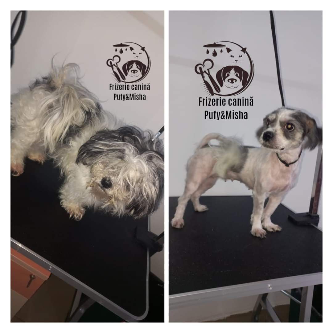 Tund caini , Salon Frizerie Canina Pufy & Misha