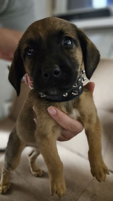 Подаряват се кученца безплатно