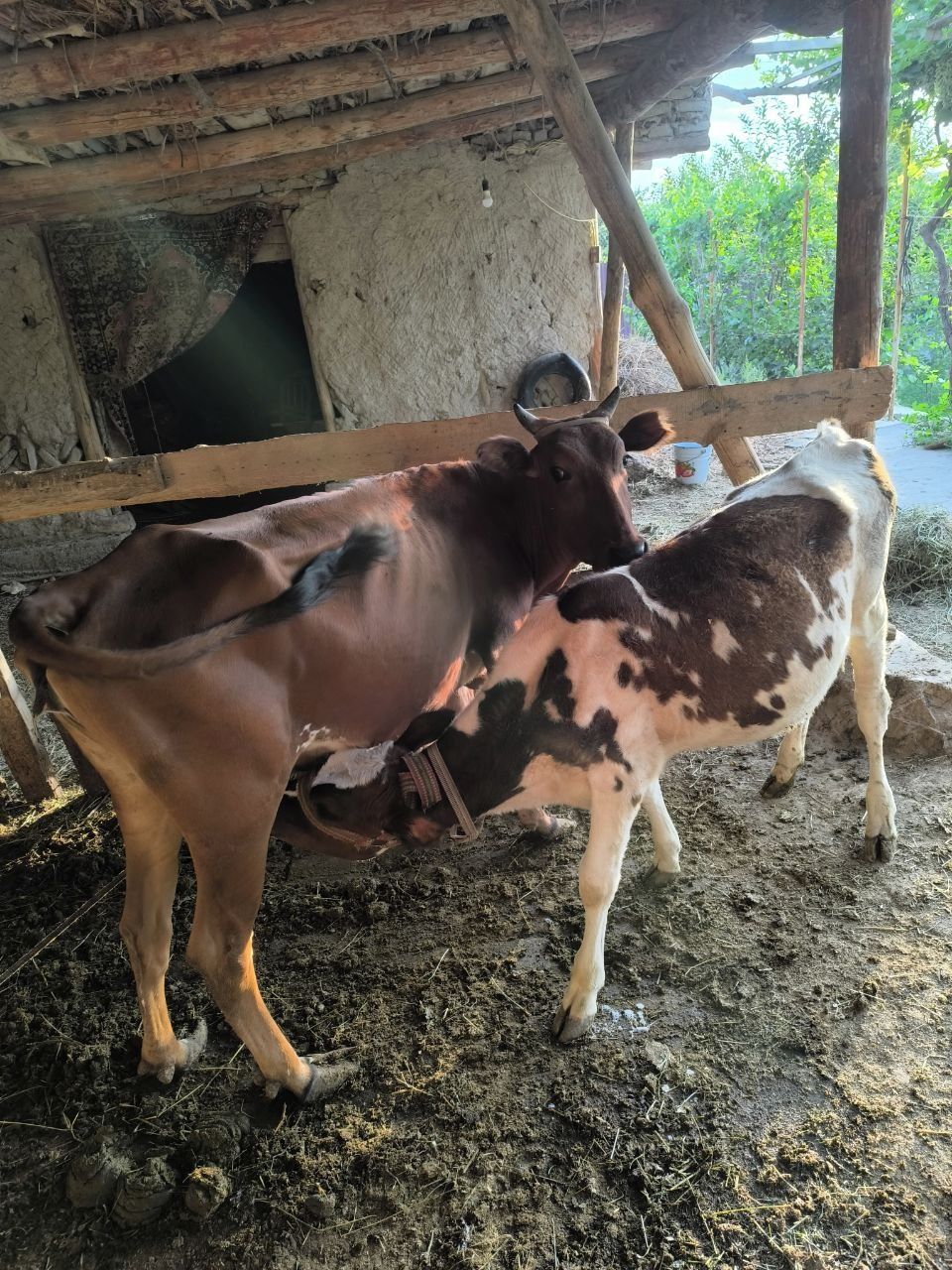 Ona bola Mol sotiladi , qornida ham bor