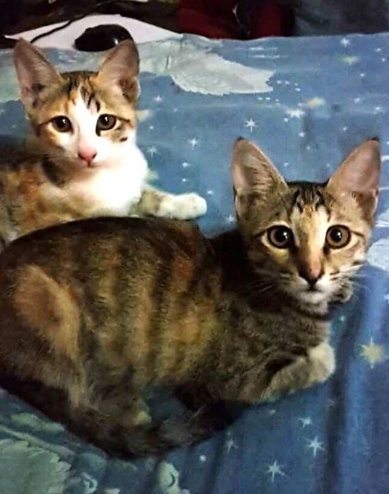 Отдам даром котят в хорошие руки