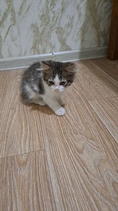 бесплатно отдаем котенка