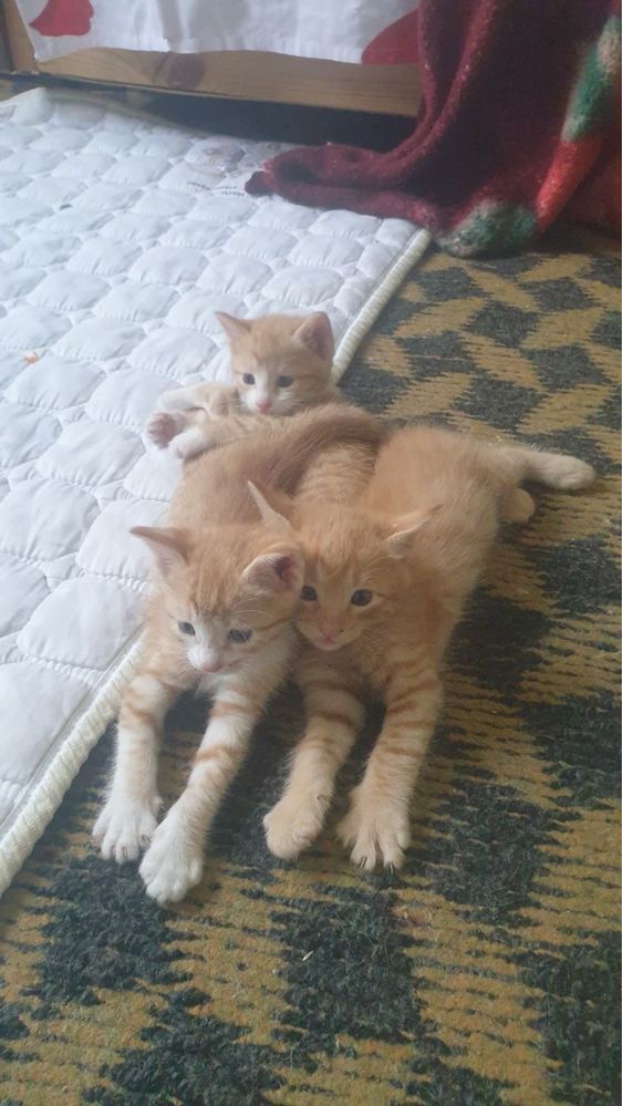 Домашный котенок