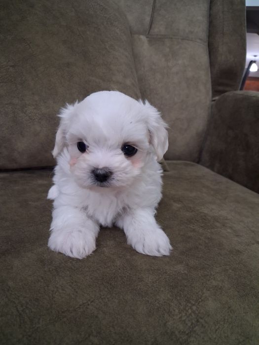 Bichon maltez Femelă talie mica