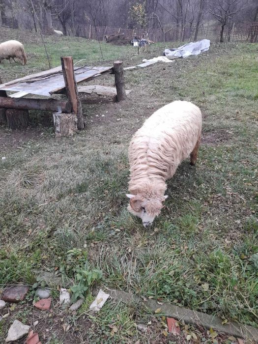 Vand 1 noatin de 10 luni, la alegere.  Detalii la telefon