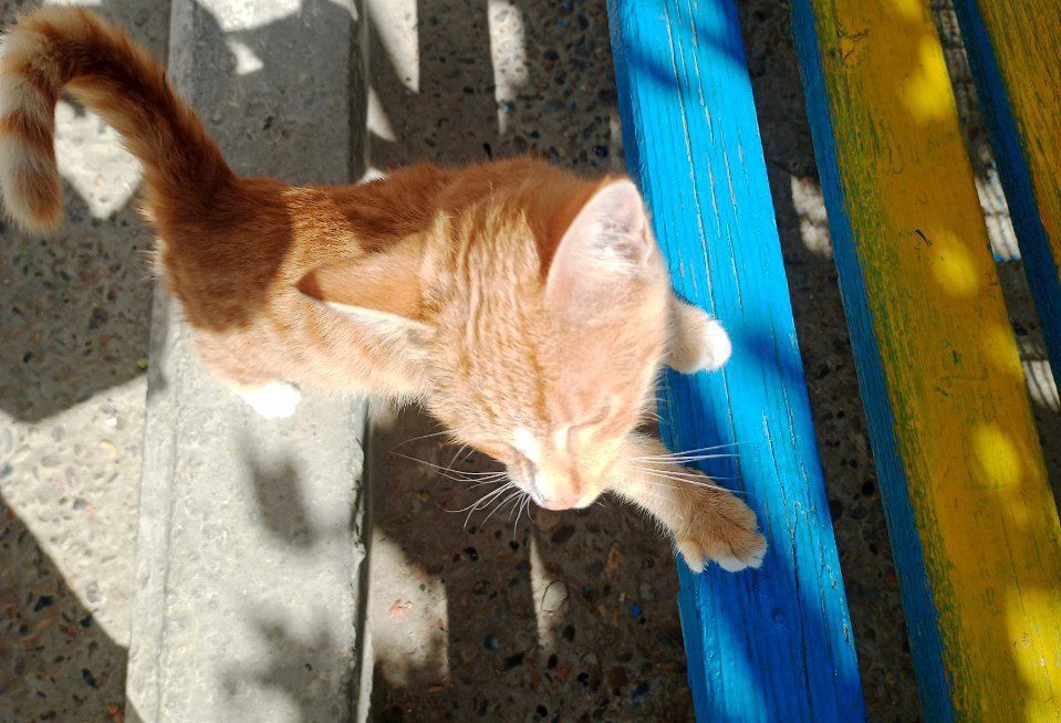 Котята,3мес.мальчики-рыжие