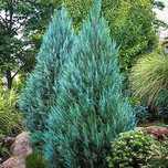 Блю Эрроу (Juniperus scopulorum Blue Arrow) 180см