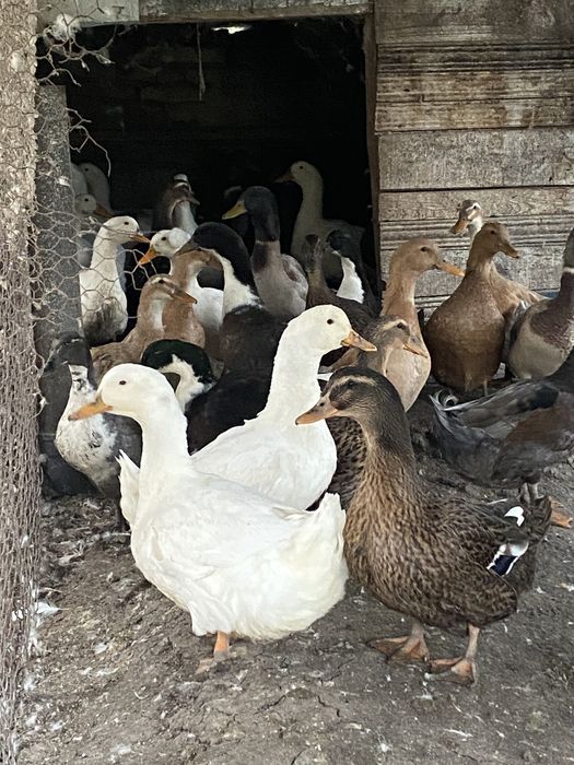 Патици-разпродажба.