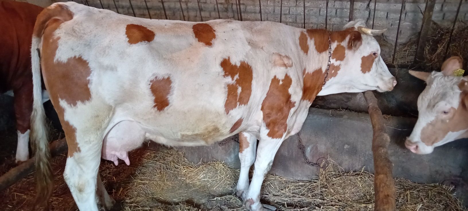Vaca gestanta în 5 luni