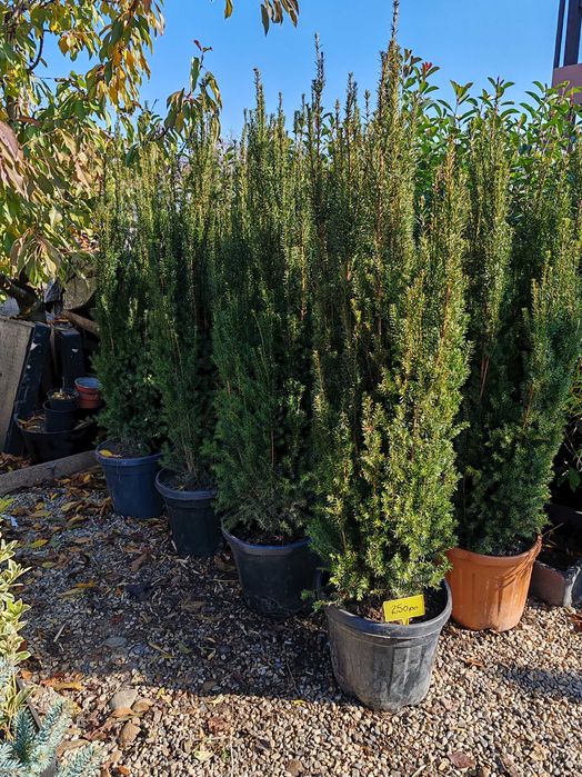 Taxus 1.7 m la ghiveci