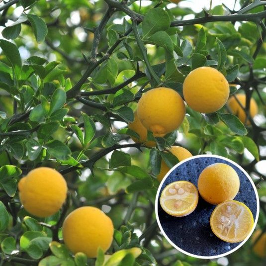 Lamai de Gradina Trifoliat