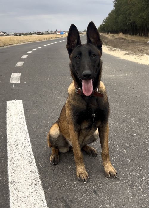 Ciobanesc Belgian