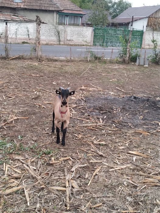 Iezi de vanzare la 2 luni, 23 de kg iedul