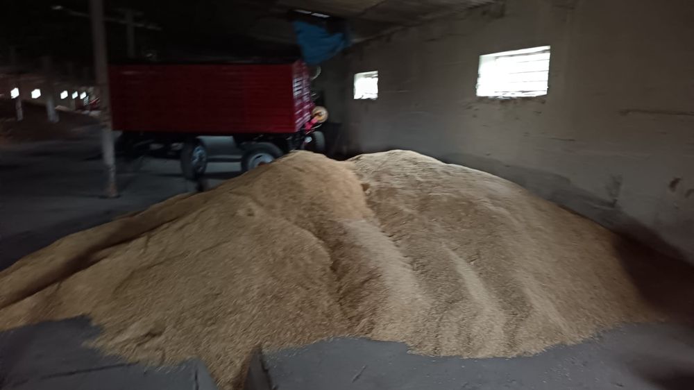 Ovăz de primăvară