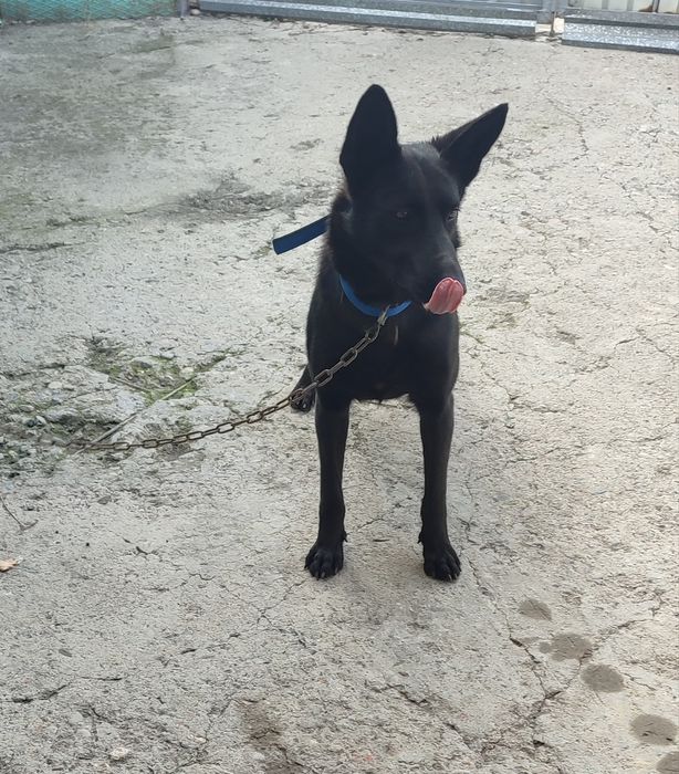 Срочно продам немецкую овчарку