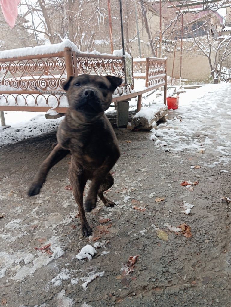 Amerkanskiy buldog sotiladi