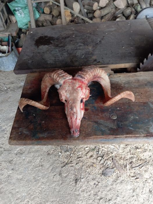 Vând trofeu de berbec